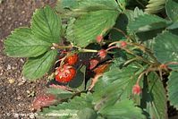 Dateiname=Flora-Erdbeeren-20100702-10.jpg
Dateigröße=220KB
Abmessungen: 720x481
hinzugefügt am: 01. April 2014 Flora-Erdbeeren-20100702-10.jpg