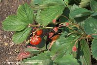 Flora-Erdbeeren-20100702-10.jpg