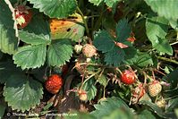 Flora-Erdbeeren-20100702-12.jpg