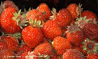 Flora-Erdbeeren-20100703-14.jpg