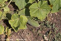 Flora-Gurken-20060814-10.jpg