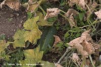 Dateiname=Flora-Gurken-20060821-10.jpg
Dateigröße=253KB
Abmessungen: 720x480
hinzugefügt am: 01. April 2014 Flora-Gurken-20060821-10.jpg