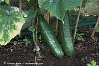 Dateiname=Flora-Gurken-20090711-35.jpg
Dateigröße=239KB
Abmessungen: 720x481
hinzugefügt am: 01. April 2014 Flora-Gurken-20090711-35.jpg