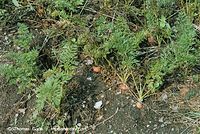 Flora-Karotten-20020824-15.jpg