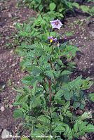 Flora-Kartoffel-20070626-305a.jpg