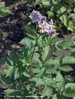 Flora-Kartoffel-20070626-324a.jpg
