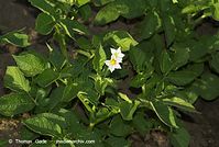 Flora-Kartoffel-20080604-103.jpg