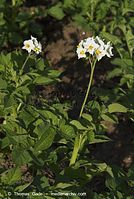 Flora-Kartoffel-20080604-96.jpg
