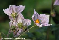 Flora-Kartoffel-20100630-14.jpg