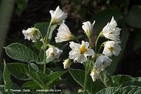 Flora-Kartoffel-20100630-22.jpg