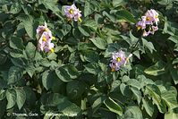Dateiname=Flora-Kartoffel-20100702-13.jpg
Dateigröße=241KB
Abmessungen: 720x481
hinzugefügt am: 01. April 2014 Flora-Kartoffel-20100702-13.jpg