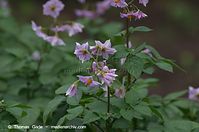 Flora-Kartoffel-20110703-29.jpg