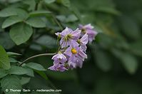 Flora-Kartoffel-20110703-39.jpg