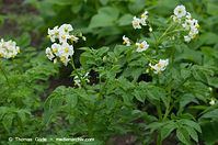 Dateiname=Flora-Kartoffel-20110704-27.jpg
Dateigröße=187KB
Abmessungen: 720x478
hinzugefügt am: 01. April 2014 Flora-Kartoffel-20110704-27.jpg