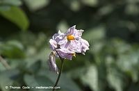 Dateiname=Flora-Kartoffel-20110705-13.jpg
Dateigröße=100KB
Abmessungen: 720x472
hinzugefügt am: 01. April 2014 Flora-Kartoffel-20110705-13.jpg