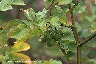 Flora-Kartoffel-20110708-29.jpg