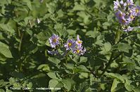 Flora-Kartoffel-20130706-110.jpg