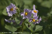Flora-Kartoffel-20130706-111.jpg