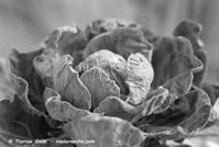 Flora-Kohl-199502-10.jpg