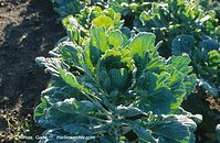 Flora-Kohl-1996-020.jpg