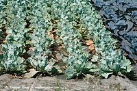 Flora-Kohl-20020727-01.jpg