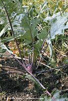 Flora-Kohlrabi-20020824-04.jpg