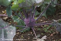 Flora-Kohlrabi-20080907-56.jpg