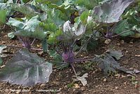 Flora-Kohlrabi-20080907-57.jpg