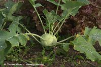 Flora-Kohlrabi-20110704-31.jpg