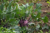 Flora-Kohlrabi-20110704-36.jpg