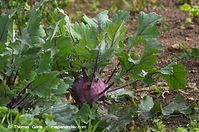 Flora-Kohlrabi-20110704-37.jpg