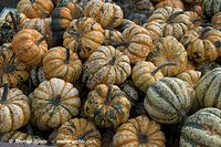 Flora-Kuerbis-20091031-110.jpg