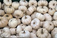 Flora-Kuerbis-20091031-114.jpg