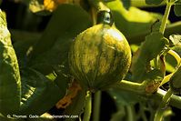 Flora-Kuerbis-20100820-13.jpg