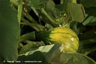 Flora-Kuerbis-20100820-14.jpg