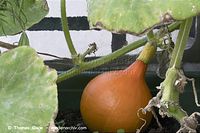 Flora-Kuerbis-20100911-10.jpg