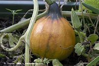 Flora-Kuerbis-20100911-11.jpg