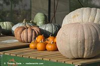 Flora-Kuerbis-20121104-104.jpg