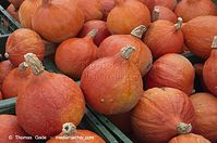 Flora-Kuerbis-20121104-105.jpg