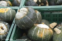 Flora-Kuerbis-20121104-106.jpg