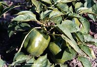 Flora-Paprika-199809-01.jpg