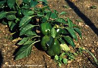 Flora-Paprika-199909-01.jpg