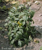 Flora-Paprika-20020824-23.jpg