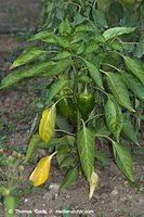 Flora-Paprika-20060814-20.jpg