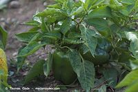 Flora-Paprika-20060819-22.jpg