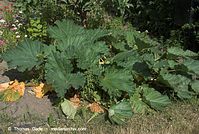 Flora-Rabarber-20080605-275.jpg