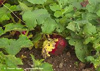 Flora-Rettich-20110704-39.jpg