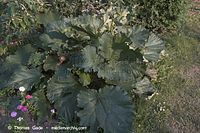 Dateiname=Flora-Rhabarber-20060621-10.jpg
Dateigröße=255KB
Abmessungen: 720x480
hinzugefügt am: 01. April 2014 Flora-Rhabarber-20060621-10.jpg