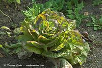 Dateiname=Flora-Salat-20060814-01.jpg
Dateigröße=220KB
Abmessungen: 720x480
hinzugefügt am: 01. April 2014 Flora-Salat-20060814-01.jpg