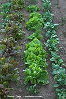 Dateiname=Flora-Salat-20080607-201.jpg
Dateigröße=277KB
Abmessungen: 484x720
hinzugefügt am: 01. April 2014 Flora-Salat-20080607-201.jpg